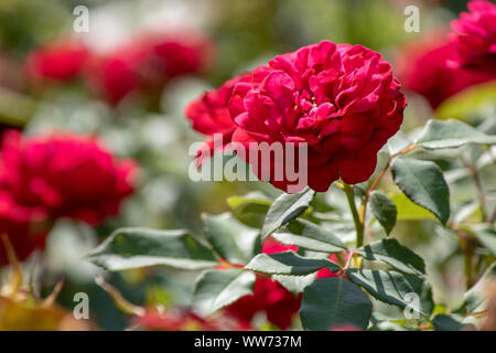 Immagine ravvicinata di un ibrido perpetuo fiore rosso. Foto Stock