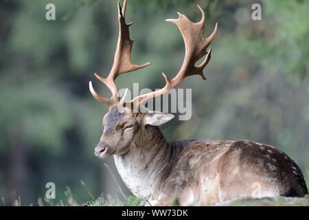 Daini seduta nel prato, Dama Dama, buck Foto Stock