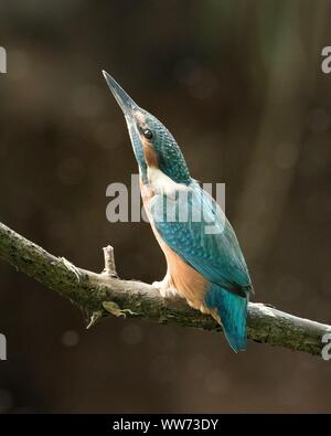 Common kingfisher seduta sul ramo, Alcedo atthis Foto Stock