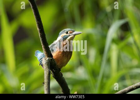 Common kingfisher seduta sul ramo, Alcedo atthis Foto Stock