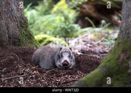 Il cinghiale Sus scrofa scrofa, foresta Foto Stock