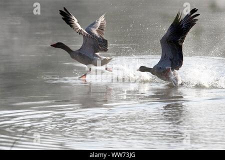 Oche Graylag tenendo fuori dall'acqua, Anser anser Foto Stock