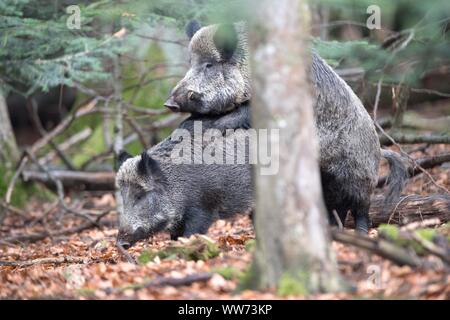 Cinghiali coniugata in autunno, close-up, Sus scrofa scrofa Foto Stock