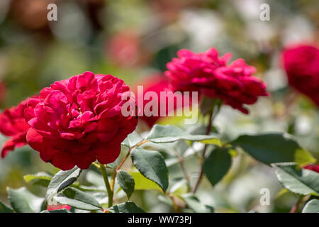 Immagine ravvicinata di un ibrido perpetuo fiore rosso. Foto Stock