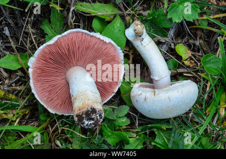 Due giovani di campo (funghi Agaricus campestris), vista laterale e vista da sopra Foto Stock