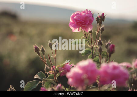 Un cespuglio di rose rosa in sunset retroilluminazione. debitamente giardino con un sacco di verde intorno a. Pieno fiore fiori, giardino privato, King Rose Foto Stock