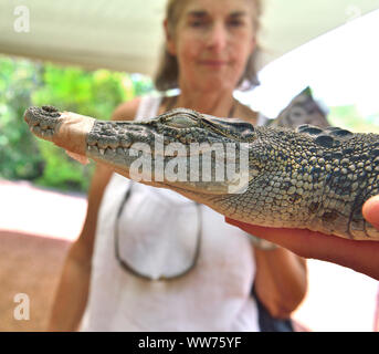 Per turisti in cerca di giovani coccodrillo di acqua salata sul territorio Wildlife Park, Berry Springs, Darwin, Territorio del Nord, l'Australia Foto Stock