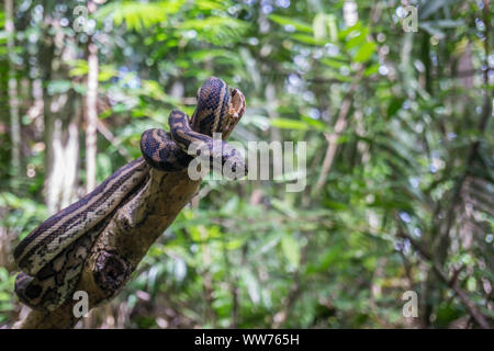 Snake sull'albero nella foresta pluviale di Daintree, Australia Foto Stock