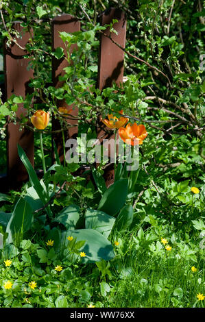 I tulipani in un giardino Foto Stock