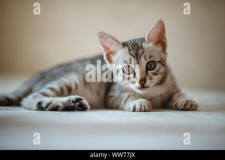 Da più di un mese e carino silver tabby di un American Shorthair kitten è alla ricerca di qualcosa di falso con un po' di sole Foto Stock