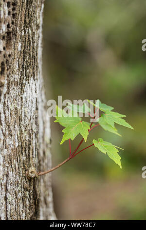 L'acero rosso si alza con foglie verdi fresche che emergono dal tronco a Hammock Park, Dunedin, Florida. Foto Stock
