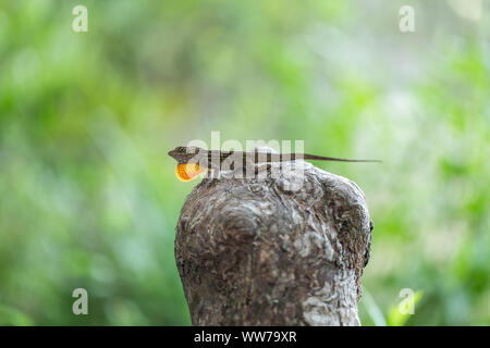 Anole marrone cubano maschio (Anolis sagrei) che estende è il suo punto di rugiada per attirare un compagno a A.L. Anderson Park, Tarpon Springs, Florida, Stati Uniti. Foto Stock