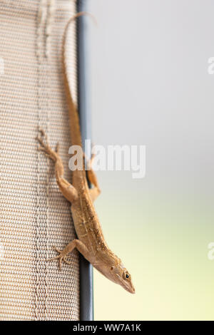 Altamente invasivo femmina Cubano marrone anole (Anolis Sagrei) rilassante a Palm Harbor, Florida, Stati Uniti. Foto Stock