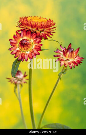 Uvularia Elicriso Moreska, vista da vicino Foto Stock