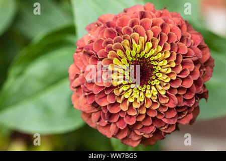 Zinnie 'Reb calce " Close-up Foto Stock