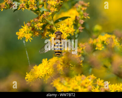 Giardino in comune hoverfly, Syrphus ribesii, su un oro Foto Stock