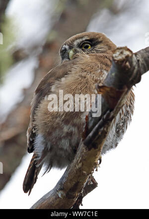 Austral-pigmeo (civetta nana Glaucidium) adulto appollaiato sul ramo morto Punta Arenas, Cile Gennaio Foto Stock