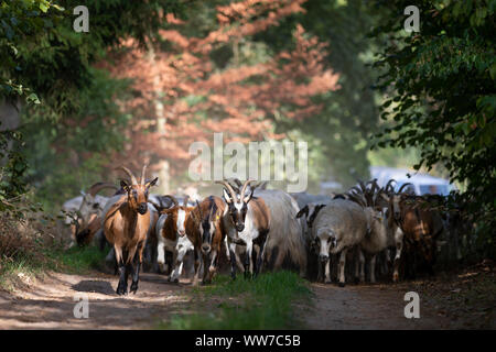 Germania, Meclemburgo-Pomerania, capre e pecore in un percorso di campo Foto Stock