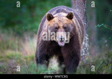 Orso bruno Ursus arctos, Finlandia, singolo, correndo verso la telecamera Foto Stock