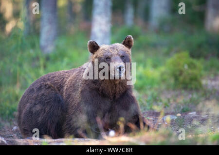 Orso bruno Ursus arctos, Finlandia, singolo, giacente Foto Stock