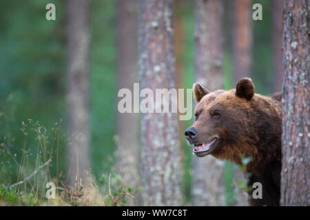 Orso bruno Ursus arctos, Finlandia, singolo, weathered Foto Stock