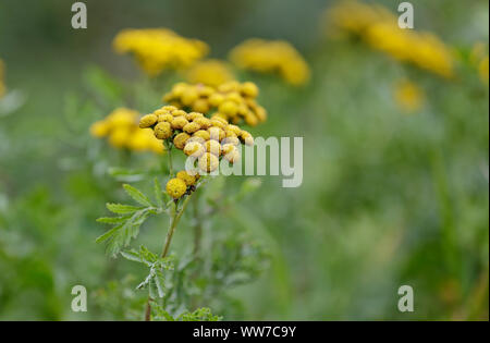 Tansy erba medicinale Fiore (Tanacetum vulgare) La fioritura è quasi finita e pulsanti sono sempre di colore bruno Foto Stock
