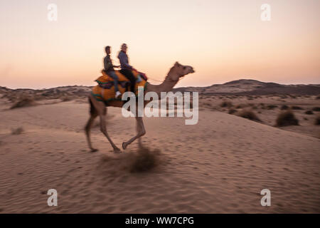 Un turista femminile su a dorso di cammello nel deserto del Thar con il suo driver di cammello al tramonto, Rajasthan, India. Foto Stock