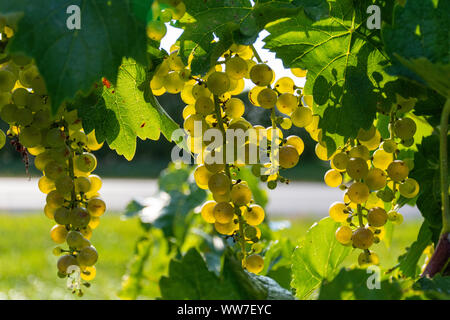 Con una messa a fuoco morbida e sfondo sfocato, bella grappoli di golden Riesling uve maturano sui tralci in Niagara sul Lago Ontario, Canada. Foto Stock