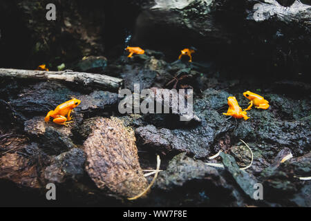 Rana velenosa, poison dart frog Phyllobates Terribilis. Giallo arancione Rana tropicale Foto Stock