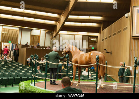 2019 Keeneland settembre un anno: vendita in Lexington Kentucky Foto Stock