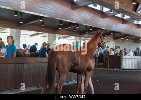 2019 Keeneland settembre un anno: vendita in Lexington Kentucky Foto Stock