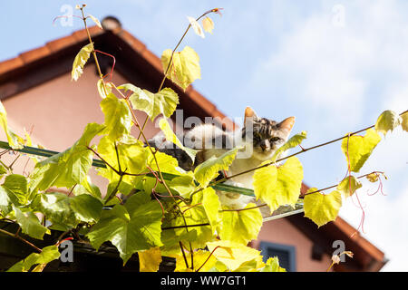 Un gatto seduto su un tetto e guardando nella telecamera Foto Stock