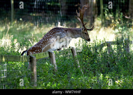 Attingham Park, Shropshire, Regno Unito. Xiii Sep, 2019. L'erba del vicino è sempre più verde sull'altro lato della barricata come questo daini buck è in procinto di scoprire dopo che saltava su una recinzione al Attingham Park, Shropshire, UK Credit: David Bagnall/Alamy Live News Foto Stock