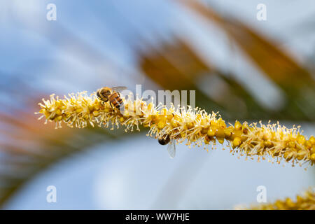 Fiori di albero di palma giallo impollinante di api, Palm Harbor, Florida, Stati Uniti. Foto Stock