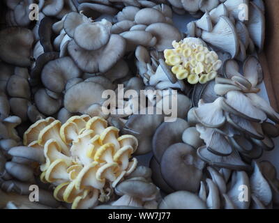 Funghi Oyster, bellissimo disegno astratto in grigio perla e bianco Foto Stock