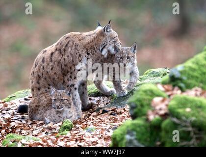 Lynx nella foresta Foto Stock