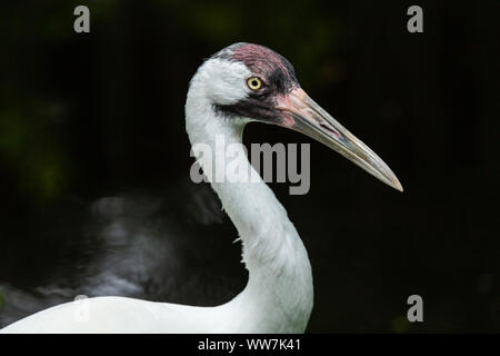 Una gru da whooping (Grus americana), il più alto uccello nordamericano e una specie di gru in via di estinzione, all'Ellie Schiller Homosassa Springs Wildlife state Foto Stock