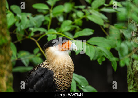 Ritratto di una Caracara del Nord (Caracara Cheriway) al Parco Naturale di Ellie Schiller Homosassa Springs, Florida, USA. Foto Stock