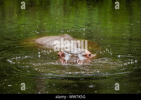 L'ippopotamo più antico d'America (ippopotamo anfibio) al parco naturale Ellie Schiller Homosassa Springs Wildlife state Park, Florida, USA. Foto Stock