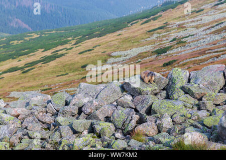 La marmotta seduti sulle pietre nei monti Tatra Foto Stock
