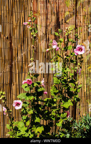 Hollyhocks; Alcea; Malvaceae; crescere contro un naturale Recinto di bambù; 114 East 1a San; Salida; Colorado; USA Foto Stock