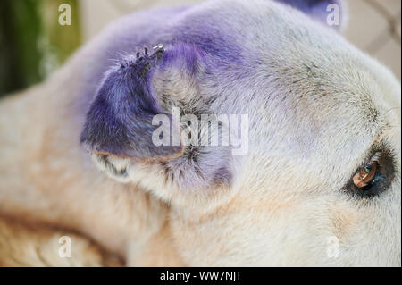 Close up di orecchio male con vola morsi vista laterale Foto Stock