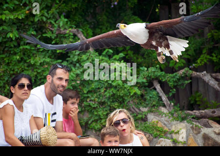 Valencia, Spagna, Agosto 26, 2019: Close-up di pesce africano eagle o Haliaeetus vocifer, addestrati in falconeria come pet, battenti in Fiera, mostra. Persone. Foto Stock