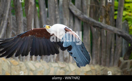 L'African fish eagle noto anche come il mare africano eagle o Haliaeetus vocifer, volare sopra gli alberi Foto Stock