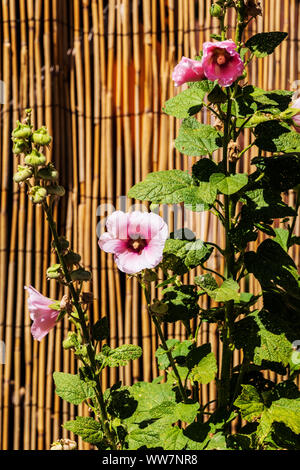 Hollyhocks; Alcea; Malvaceae; crescere contro un naturale Recinto di bambù; 114 East 1a San; Salida; Colorado; USA Foto Stock