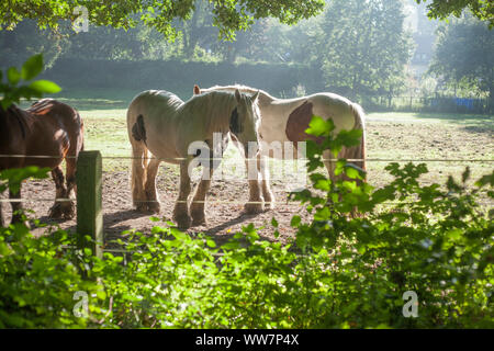 Cavalli sul prato in Sachsenhain, Verden, Bassa Sassonia, Germania, Europa Foto Stock