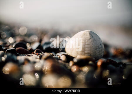 Fossili di ricci di mare sul Mar Baltico beach Foto Stock