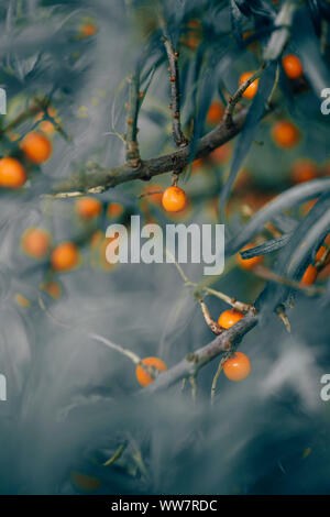 Bacche Seabuckthorn sull'arbusto Foto Stock