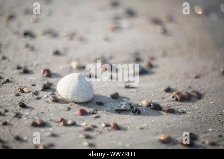 Fossili di ricci di mare sul Mar Baltico beach Foto Stock