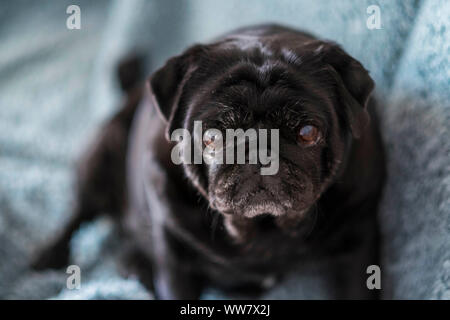 Vecchio nero pug sedersi guardando è grave e intensa vita di cane a casa su una copertina blu con sfondo sfocato. Foto Stock